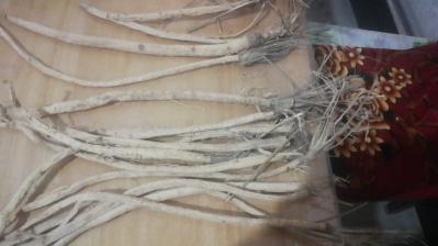 出售籽播干防风