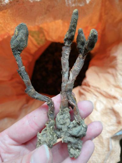 少量野生回春草出售