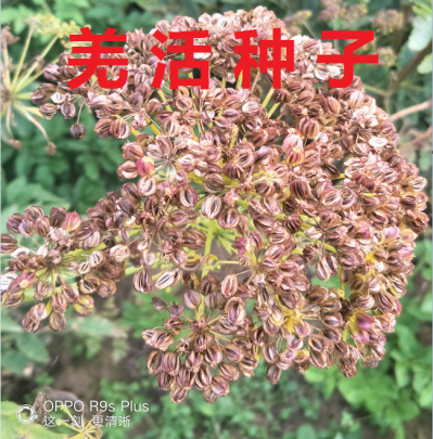 甘肃产地生长三年羌活产的种子 颗粒饱满 无杂质 发芽率高