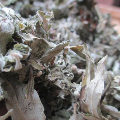 艾叶批发（艾草）加工泡脚粉原料
