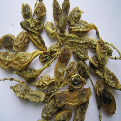 大量供应槐角
