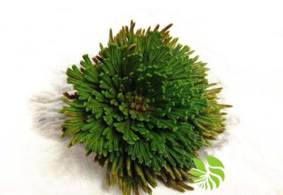 野生卷柏（九死还魂草（）出售还魂草出售