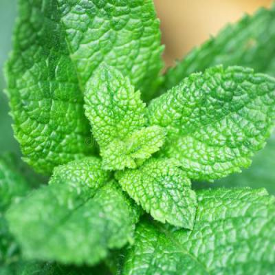 薄荷脑乳膏膏药辅料薄荷脑2019价格