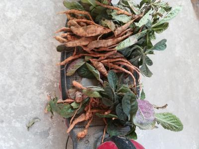 生地栽子