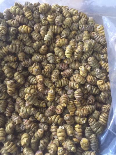 乐清雁荡山江楠枫 大颗粒铁皮石斛水草枫斗 紫皮枫斗500g