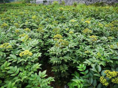 吴茱萸三年苗中花出售