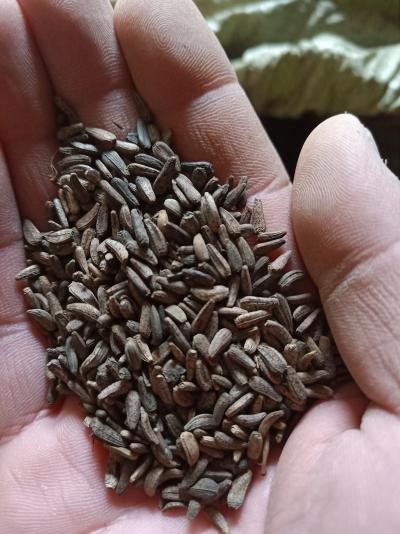 大量牛蒡子急售