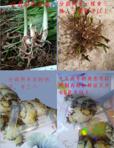 白芨块茎