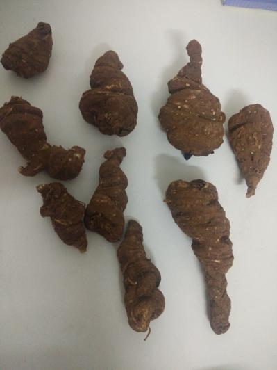 云南楚雄山区重楼批发