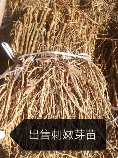 正品棉刺嫩芽