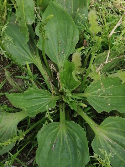 野生车前草