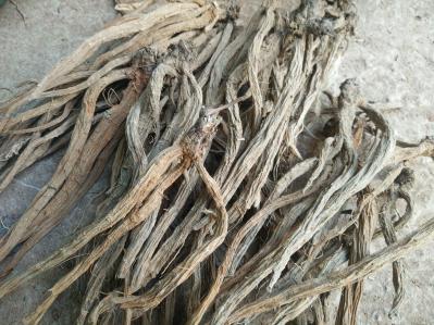 供应大量优质续断干货