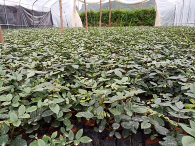 大量出售优质山豆根苗