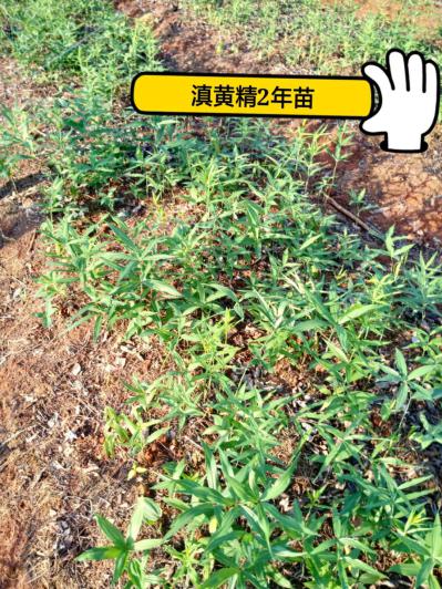 滇黄精籽育苗