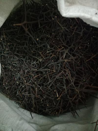 长期出售皂角刺