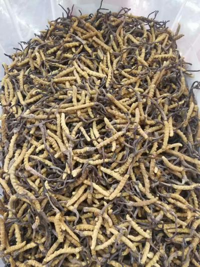 冬虫夏草可货到付款