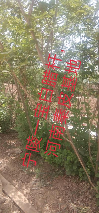 河南秦皮货丰，价稳