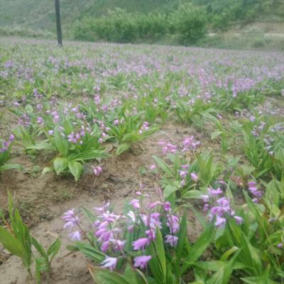 紫花三叉白芨优质种苗