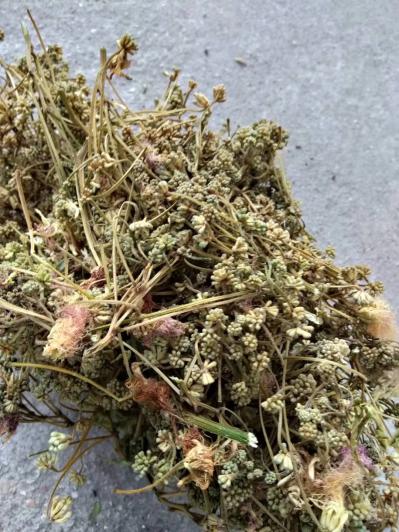现有大量合欢花我需要的可以联系我