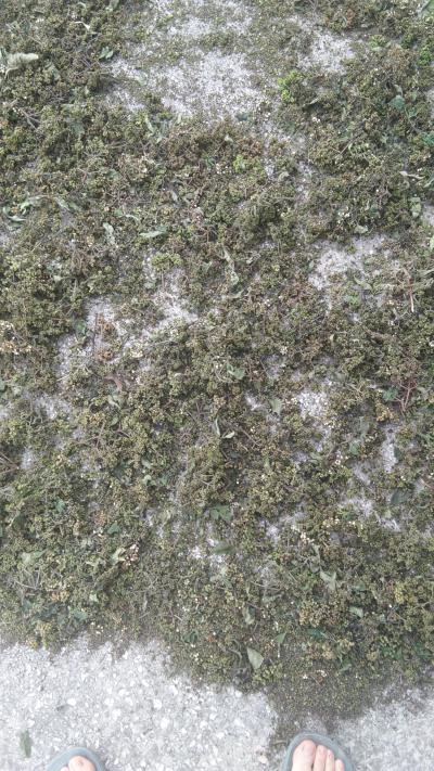 大量供应吴茱萸干货，色泽好，正品
