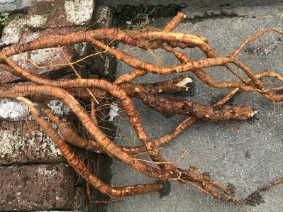 出售大叶牛大力，种植6年，寻求收购商