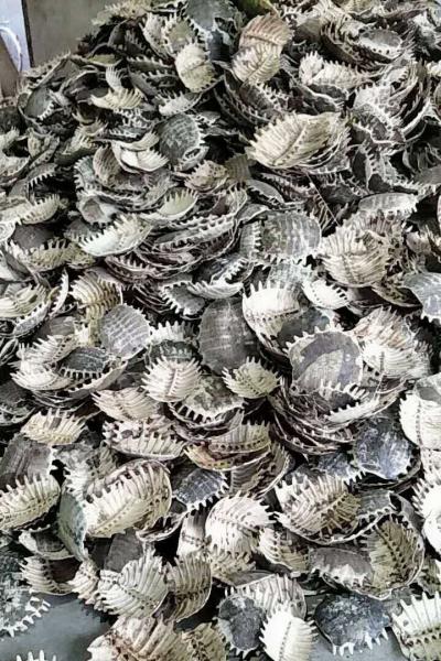甲鱼壳售卖