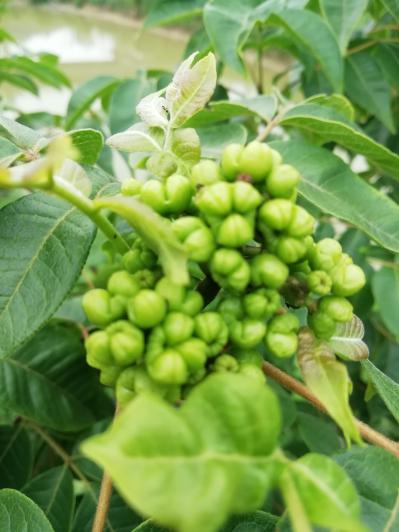 2019年新产中花吴茱萸