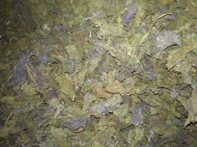 优质20吨紫苏干叶有待出售