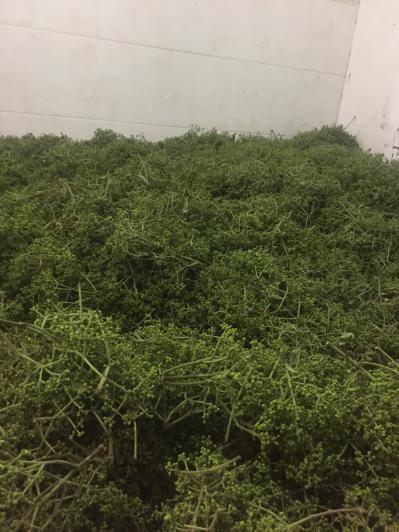 吴茱萸浙江建德