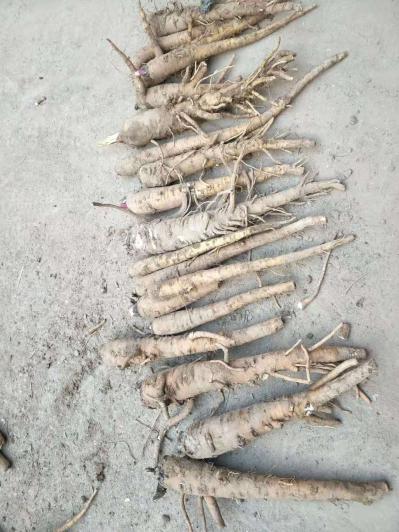 二百亩白芷出售