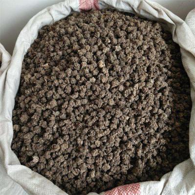 大量出售猫爪草