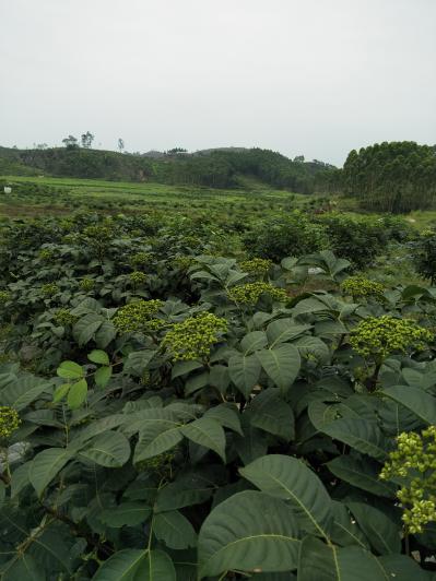 正宗江西吴茱萸中花鲜货，干货