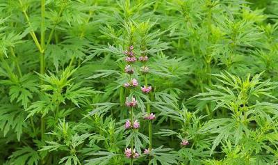 农村野生益母草。新鲜草药。现定鲜菜踩