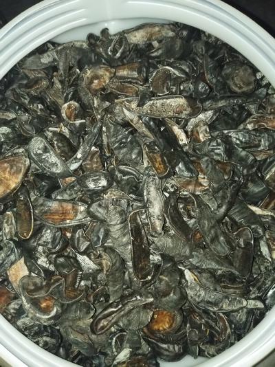 出售一批清水水蛭 干货70斤左右
