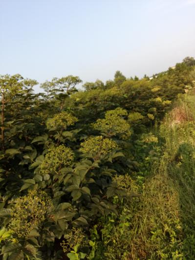出售三年树龄高产中花吴茱萸