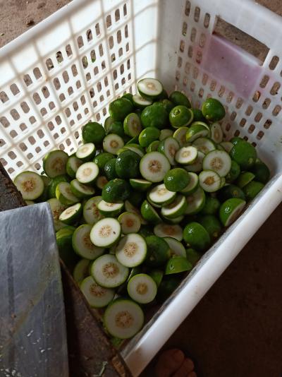 大量枳壳上市