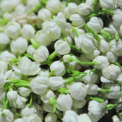 茉莉花鲜花、干花