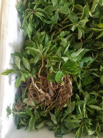 重楼种植技术免费提供全年供应种苗块茎