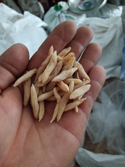 自家种植麦冬苗，宽叶，成活率高