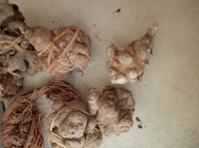 批发兼零售文山三七，一斤也是批发价，可代购，可团购，可加盟