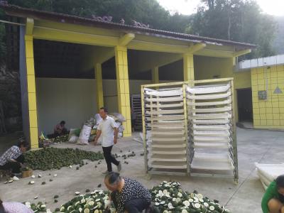 出售:药用香橼