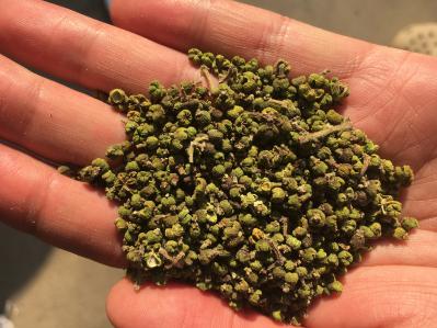 湖南吴茱萸