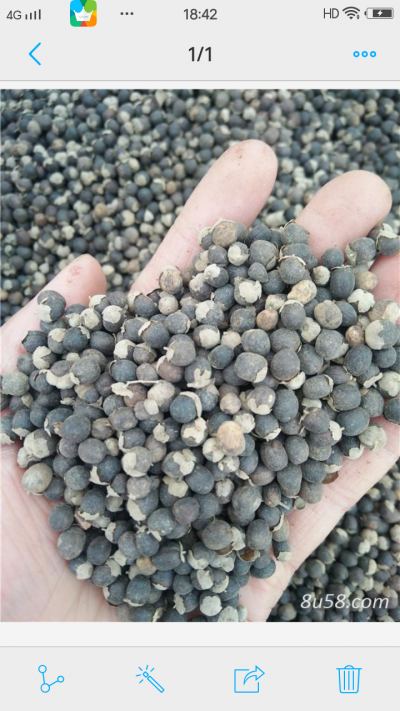 江西优质蔓荆子诚信大量出售
