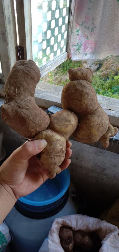 贵州野生鸡头黄精