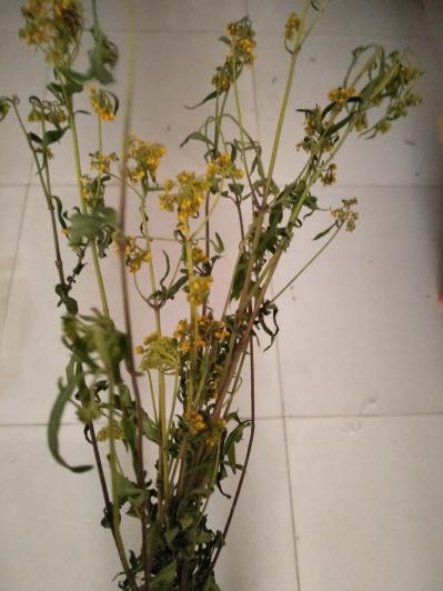 墓头回（脚汗草），大量供应，产地甘肃