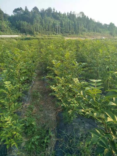 出售吴茱萸种苗以及果实，价格优惠，可先发送样品或者现场参观