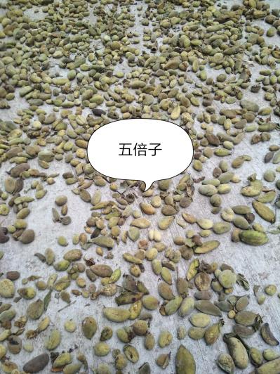 出售四川野生五倍子（肚倍）