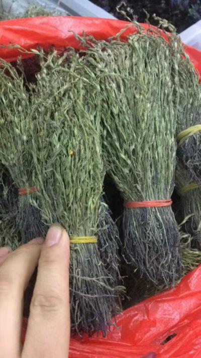长期大量供应东南亚各种名贵中草药，现有大量独角金出售。量大从优！！