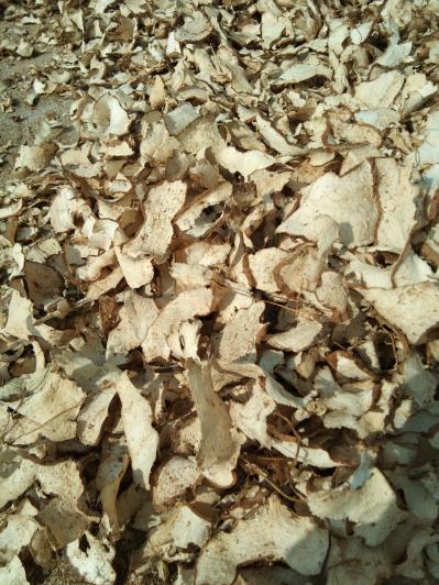 绵萆薢大量供应