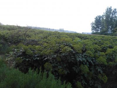 供应吴茱萸
